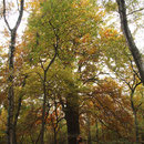 Habitus im Herbstaspekt, Foto H.Kuhlen, Aufnahme-Datum Herbst 2015