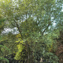 Habitus im Herbstaspekt, Foto H.Kuhlen, Aufnahme-Datum 19.09.2013