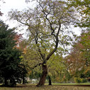 Trompetenbaum als Solitär im Park, Foto H.Kuhlen, Aufnahme-Datum 01.11.2007 