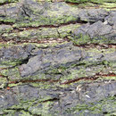 Flechten auf  Gewöhnlicher Kiefer, Pinus sylvestris  