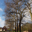 Baumreihe Quercus robur im Winteraspekt, Foto H.Kuhlen, Aufnahme-Datum 04.02.2016