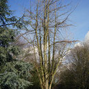 Weiblicher Ginkgo im Winter-Habitus, Foto HK.; Aufnahme-Datum: 21.01.2017