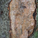 Rindenverletzung 