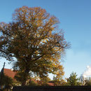 Habitus im Herbstaspekt,Foto H.Kuhlen, Aufnahmedatum 24.10.2013