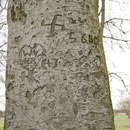 Rindeneinritzungen (Vandalismus) im Stammbereich, Foto HK., Aufnahme-Datum: 03.03.2017