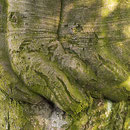 Detail Veredlungsstelle, Foto H.Kuhlen, Aufnahme-Datum 01.05.2008