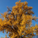 Herbstaspekt, Foto H.Kuhlen, Aufnahme-Datum 22.11.2014