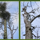 Absterbende Kanadische Pappeln (Populus canadensis), Fund Schutzpflanzung Duisburg-Rahm, Datum: 26.11.2018 