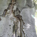 Detail Stammschaden, Foto H.Kuhlen, Aufnahme-Datum 14.07.2016