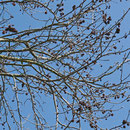 Astpartie mit schwellenden Knospen und alten Fruchtständen, Foto HK.; Aufnahme-Datum: 06.04.2018