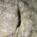 Stamm-Detail mit Morschung, Foto HK., Aufnahme-Datum: 15.02.2017