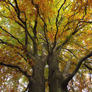 Von zwei Stämmen ausgehende Krone, Foto H.Kuhlen, Aufnahme-Datum Herbst 2015 