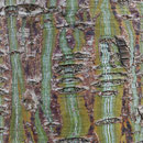 Rindenbild, Davids Schlangenhaut-Ahorn, Acer davidii