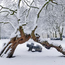 Winteraspekt, Aufnahme-Datum: 11.02.2017