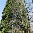 Baumgruppe im Frühjahr, Amberbaum mit 3 Bergmammutbäumen. Foto HK., Aufnahme-Datum: 06.04.2018
