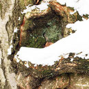 Schneebedeckte Veredlungsstelle einer Trauer-Birke, Betula pendula `Tristis`
