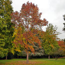 Parkpartie im Herbst, Foto HK., Aufnahme-Datum: 17.10.1018