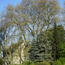 Kronenbild im Mai, Foto H.Kuhlen, Aufnahme-Datum 05.05.2016