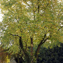 Mehrstämmiger Silber-Ahorn im  Herbst-Aspekt, HK. 30.10.2016