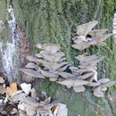 Stammbild mit Pilzbefall (Seitlinge) der Baum wäre kurzfristig abgestorben, HK. 28.11.2016