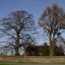 Ginkgo (rechts) im Winteraspekt, Links die Rotbuche nicht mehr vorhanden, Foto H.Kuhlen, Aufnahme-Datum vor 2008