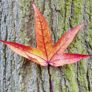 Einzelnes Herbstblatt vor Stammborke, Foto HK.; Aufnahme-Datum: 26.10.2017