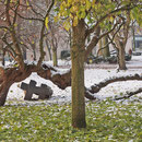 Winterspekt, Aufnahme-Datum: 08.12. 2012