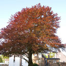 Habitus im Frühjahrsaustrieb, Foto H.Kuhlen, Aufnahme-Datum 01.05.2008