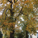 Baumkrone mit Blattschäden durch Rosskastanien-Minier-Motte, Foto Heinz Kuhlen, Aufnahme-Datum: 22. 10.2013