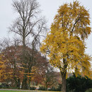 Zwei Naturdenkmale (Ginkgo im Vordergrund, Blutbuche im Hintergrund) Foto HK., Aufnahme-Datum: 26.11.2017