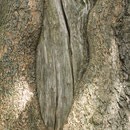 Totholz und Rinde Trompetenbaum, Catalpa bignonioides