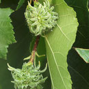 Frucht-Trieb mit zwei jungen Frucht-Büscheln, Foto HK.; Aufnahme-Datum: 24.05.2015