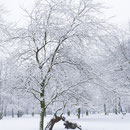 Winteraspekt, Aufnahme-Datum: 11.02.2017