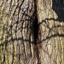 Stamm-Detail mit Höhlung, Foto H.Kuhlen, Aufnahme-Datum 06.02.2016 