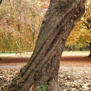Drehwuchs des Stammes,  eine arteigene Eigenschaft von Catalpa, Foto H.Kuhlen, Aufnahme-Datum 01.11.2007