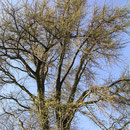 Ginkgo, Krone im Frühlingsaustrieb, Foto H.Kuhlen, Aufnahme-Datum 01.04.2003