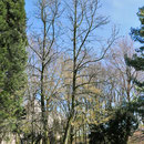 Zweistämmiger Amberbaum im unbelaubten Frühjahrshabitus, Foto HK., Aufnahme-Datum: 27.03.2018