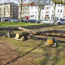 Zur künstlerischen Bearbeitung bereit gelegter Stamm, HK. 13.03.2017