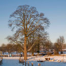 Bergahorn im Winter, Foto H.Kuhlen, Aufnahme-Datum 06.01.2009