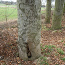 Morschung am Stammansatz, Foto HK., Aufnahme-Datum: 03.03.2017