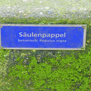 Namensschild der Säulenpappeln, Aufnahme-Datum: 12.02.2017