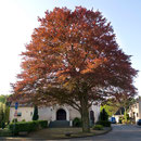 Habitus im Frühjahrsaustrieb, Foto H.Kuhlen, Aufnahme-Datum 01.05.2008