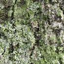 Krusten-Flechte, Rot-Buche, Fagus sylvatica