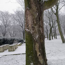 Durch Rindenkrankheit absterbender Götterbaum, Aufnahme-Datum: 01.01.2009