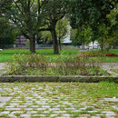 Verunkrautetes Rosenbeet und ohne Baum, Aufnahme-Datum: 15.10.2019