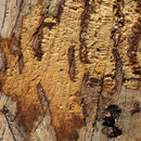 Schnittfläche auf kaukasischer Flügelnuss, Pterocaria fraxinifolia