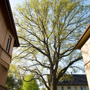 Kronenblick, Foto H.Kuhlen, Aufnahme-Datum H.Kuhlen 01.05.2008