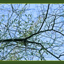 Mistel auf Felsenbirne (Amelanchier canadensis), Seltener Fund in Duisburg-Rahm, Baggersee, Datum: 11.12.2018