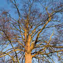 Baumkrone im Winter, Foto H.Kuhlen, Aufnahme-Datum 06.01.2009