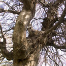 Kronenansatz, Foto H.Kuhlen, Aufnahme-Datum 08.04.2008